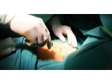 Dokter di AS Uji Coba Cangkok Ginjal Babi ke Manusia