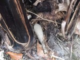 Heboh! Mortir Ditemukan Petani di Siborongborong
