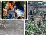 Sempat Serang 4 Warga, Monyet di Kerasaan Ditangkap BKSDA