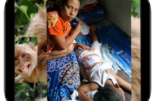 Monyet Serang Warga Kerasaan, 2 Bocah Terluka